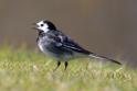 IMG_4840 Pied Wagtail